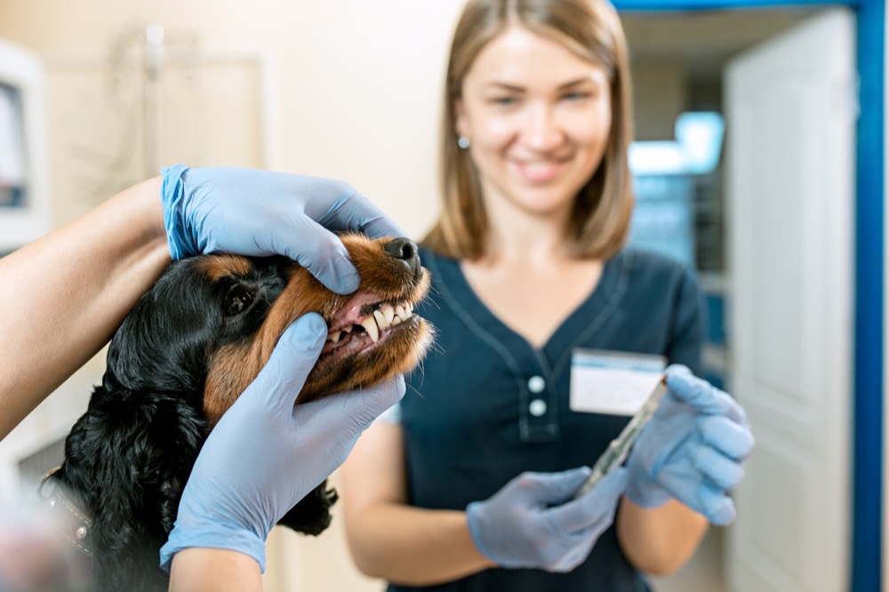 The Benefits of Regular Dental Cleanings for Your Pet