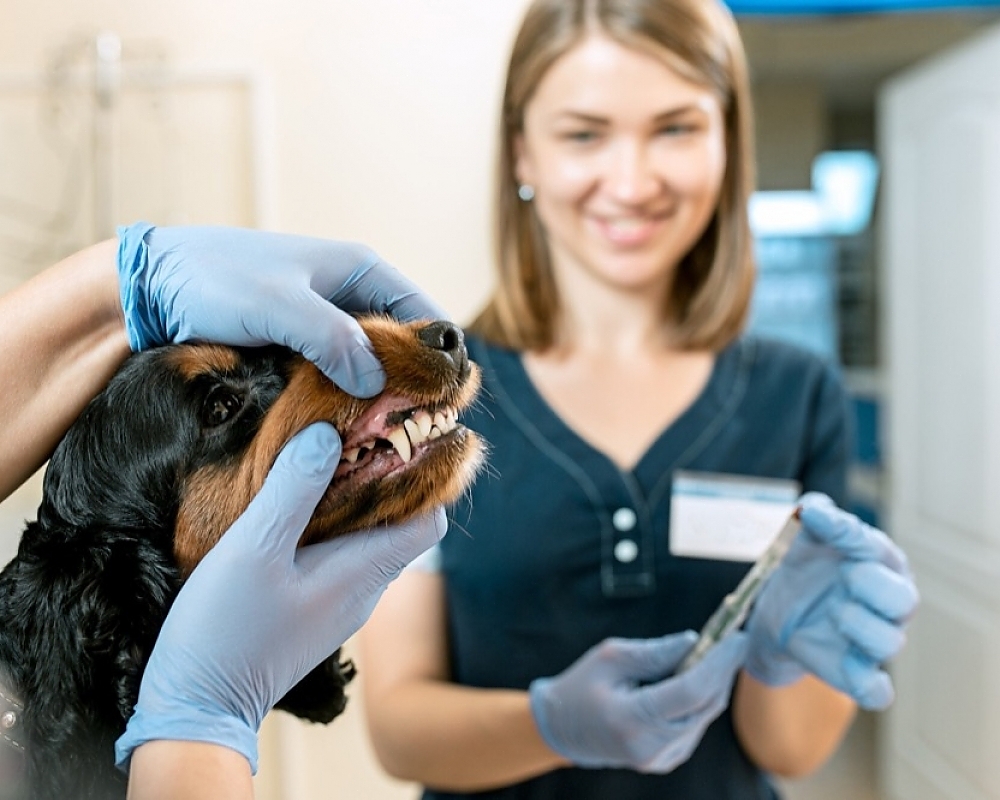 The Benefits of Regular Dental Cleanings for Your Pet