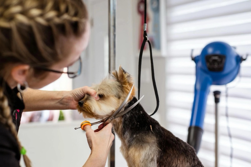 Common Pet Grooming Mistakes Bellevue Pet Owners Should Avoid