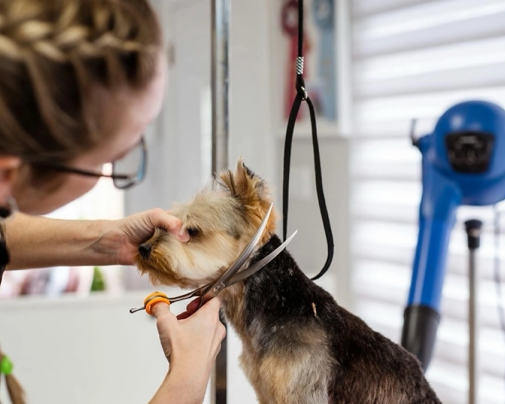 Common Pet Grooming Mistakes Bellevue Pet Owners Should Avoid