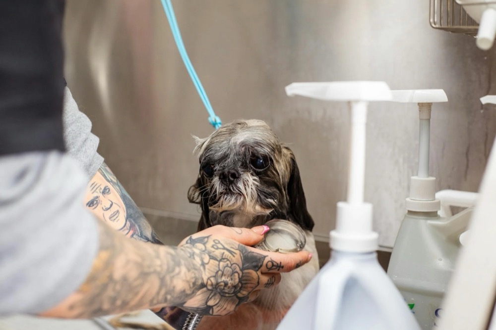 Choosing the Right Grooming Products for Your Pet