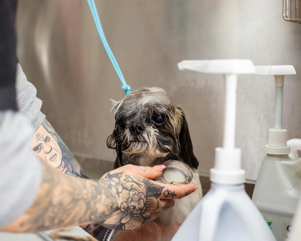 Choosing the Right Grooming Products for Your Pet