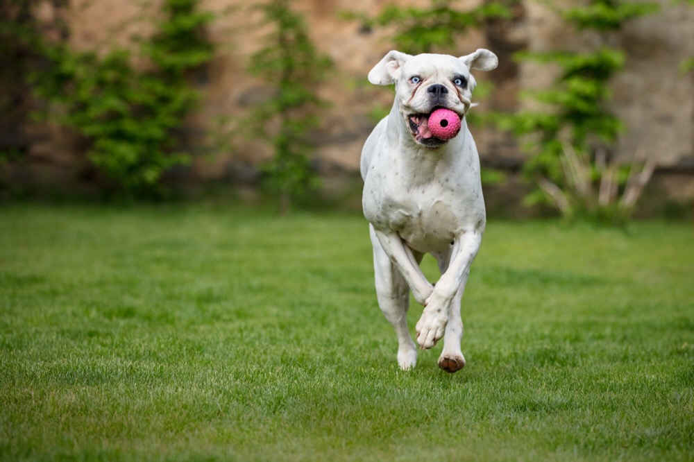 The Impact of Regular Exercise on Pet Health and Longevity