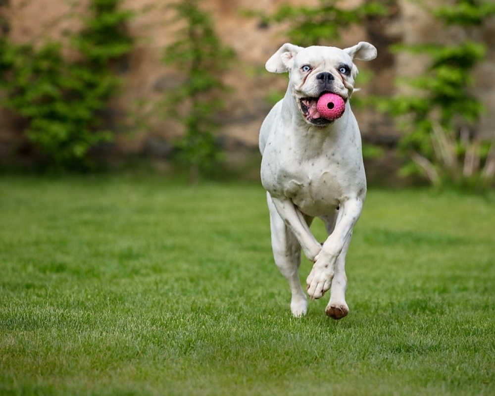 The Impact of Regular Exercise on Pet Health and Longevity